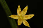 Fringed yellow star-grass